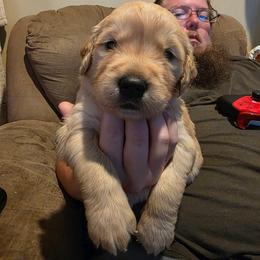 (Luke Skywalker) Baby boy yellow - Dark golden male Golden Retriever puppy in Clarksville, Tennessee from 255 Goldens