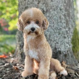 Sally - Poodle