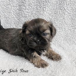 Shih Tzu Puppies from Beirin Breige Shih Tzus