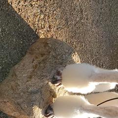 Poodles and Saint Berdoodles from Sunny's St. Berdoodles