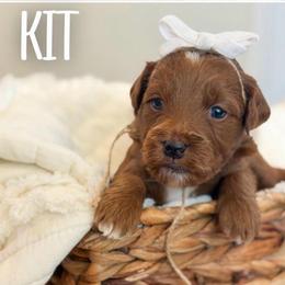 Kit- Mint collar girl - Red  female Goldendoodle puppy in Newcastle, Oklahoma from Ritzy Creek Doodles