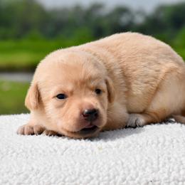 Yellow collar - Yellow female Labrador Retriever puppy in Gober, Texas from Trigger Time Kennels