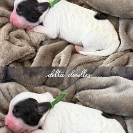 Green collar - Parti male Labradoodle puppy in Clovis, California from Delta Doodless