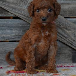 Female 2 - Dark Pink Collar - Red female Irish Doodle puppy in Macedon, New York from Toodles Goldendoodles