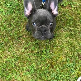 French Bulldog and Rottweiler Puppies from Starkhaus Rottweilers