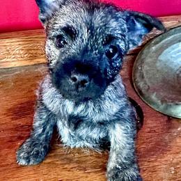 Cairn Terrier Puppies from Quiet Waters