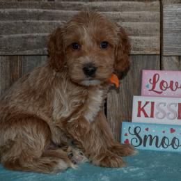 Teddy - Apricot male Goldendoodle puppy in Macedon, New York from Toodles Goldendoodles