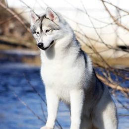 Bulldogs, Rottweilers, and Siberian Huskies from Kaniska Kennels