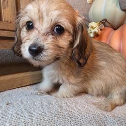 Silky Wirehair Vegas - Cream female Dachshund puppy in Townsend, Georgia from Salt Creek Dachshunds
