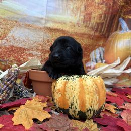 Envy - Black female German Shepherd puppy in Lake Elsinore, California from MK-K9 L.L.C.