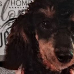 Poodles from Carr's Candy Poodles