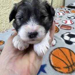 Angie - Parti female Miniature Schnauzer puppy in Comanche, Texas from Circle R Sidney