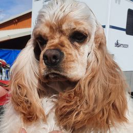 Cocker Spaniel Puppies from Stargazer Kennel