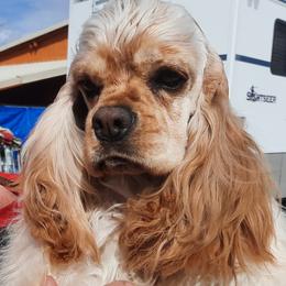 Cocker Spaniel Puppies from Stargazer Kennel