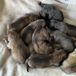Boy 1 - Caucasian Shepherd Dog puppy in Kapolei, Hawaii from Yiski-Hati Kennel