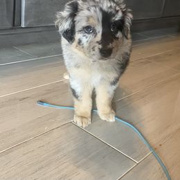 Girl 1 - Blue merle Australian Shepherd puppy in Surprise, Arizona from Magley Ranch Aussies