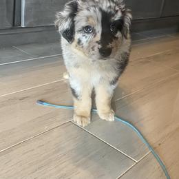 Girl 1 - Blue merle Australian Shepherd puppy in Surprise, Arizona from Magley Ranch Aussies