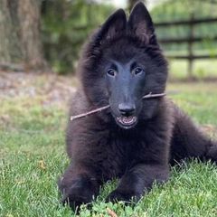 Belgian Sheepdogs from SumerWynd