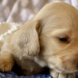 Oliver Riggs - Cream Dachshund puppy in Stoutland, Missouri from Farmhouse Dachshunds