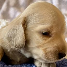 Oliver Riggs - Cream Dachshund puppy in Stoutland, Missouri from Farmhouse Dachshunds