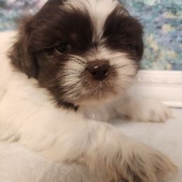 Sam - Liver and white male Shih Tzu puppy in Richmond, Missouri from Natalie's Happy Fur Paw Shih-Tzues and More