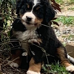 Bernese Mountain Dog Puppies from Blakener’s Bernese mountain dogs