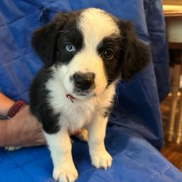 Stripe - Black tri-color male Australian Shepherd puppy in Monroe, North Carolina from Meekey Family Aussies
