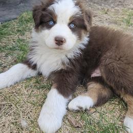 Red-Tri Boy 2 - Red tri-color male Australian Shepherd puppy in Wauneta, Nebraska from 4H Aussies