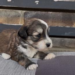 Milky Way 2000 Valentines Special - Grizzle and white female Sheepadoodle puppy in Cartersville, Georgia from Simply Blessed Doodles