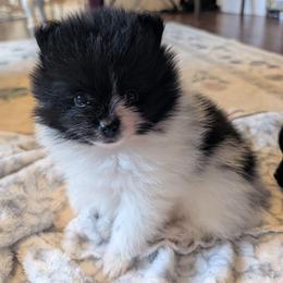 Jess - Black parti female Pomeranian puppy in Danielsville, Georgia from PassionatePomPoms