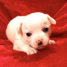 AKC Ian 3000 - Cream and white male Chihuahua puppy in Rowlett, Texas from Sugar Cookie Chihuahuas