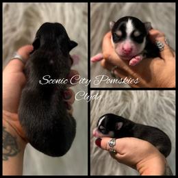 Clyde - Black and white male Pomsky puppy in Rossville, Georgia from Scenic City Pomskies