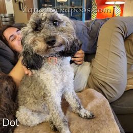 Dot - Cockapoo