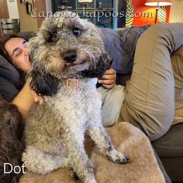 Dot - Cockapoo