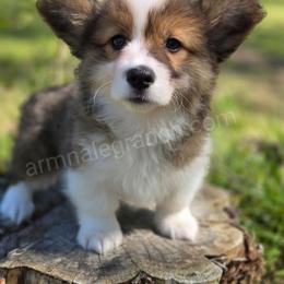 S3 - Red male Pembroke Welsh Corgi puppy in Jacksonville, Texas from ArmnalegRanch LLC