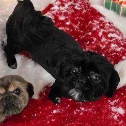 Ziva - Shih Tzu