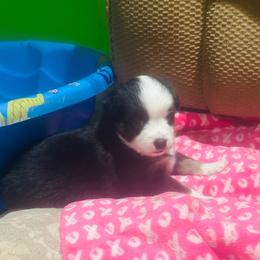Astronaut - Black tri female Miniature Australian Shepherd puppy in Interlachen, Florida from Lucky Bones Miniature Australian Shepherds