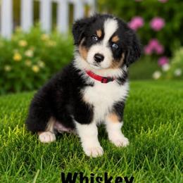 Whiskey - Black tri-color male Australian Shepherd puppy in Howardsville, Virginia from Spectacular Aussies and Cavaliers