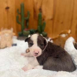Bonnie - Blue merle female Border Collie puppy in Owenton, Kentucky from Three16 Ranch