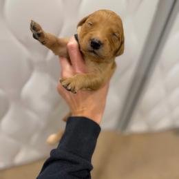 Light Pink - Dark golden female Golden Retriever puppy in Turtlepoint, Pennsylvania from Allegheny River Retrievers