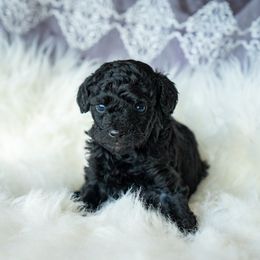 Dahlia - Black and white female Aussiedoodle puppy in Brevard County, Florida from Enchanting Puppies