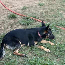 Kelsey - German Shepherd
