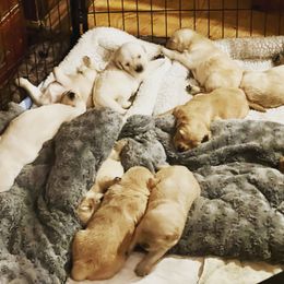 Cavalier King Charles Spaniel and Golden Retriever Puppies from Country Goldens and Mountain Top Cavaliers