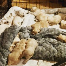 Cavalier King Charles Spaniel and Golden Retriever Puppies from Country Goldens and Mountain Top Cavaliers