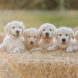 Golden Retriever Puppies from MC Goldens