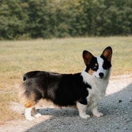 Boss - Pembroke Welsh Corgi