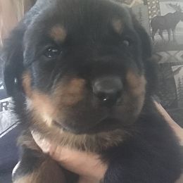 Boy 7 - Black and mahogany Rottweiler puppy in Newport Center, Vermont from Rosalyn's Rottweilers