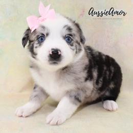 Bi Blue Merle 3 2 blue eyes - Blue merle female Miniature Australian Shepherd puppy in Pinehurst, Texas from Aussie Amor