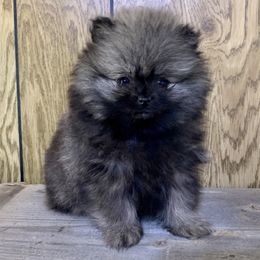 Pomeranian Puppies from POMS USA