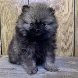 Pomeranian Puppies from POMS USA